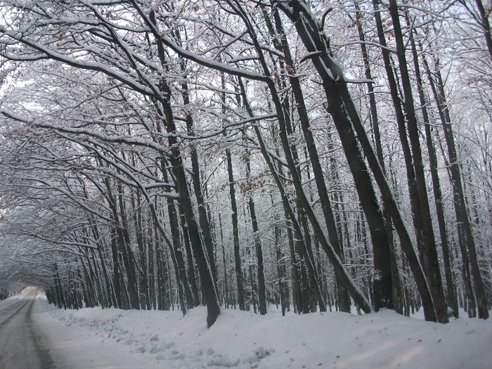 poze 473 - A sosit iarna