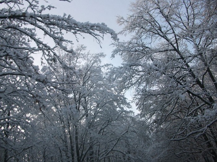 poze 480 - A sosit iarna