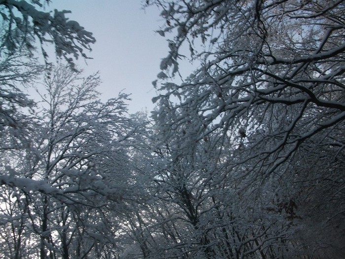 poze 482 - A sosit iarna