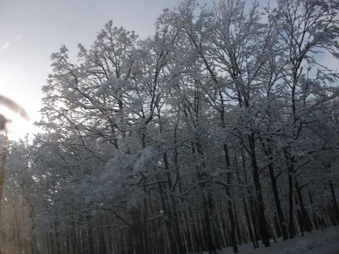 poze 488 - A sosit iarna
