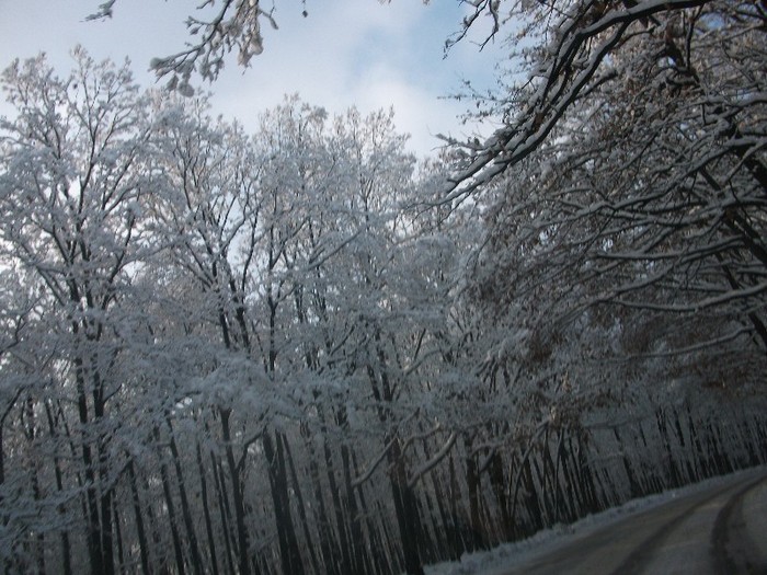 poze 489 - A sosit iarna