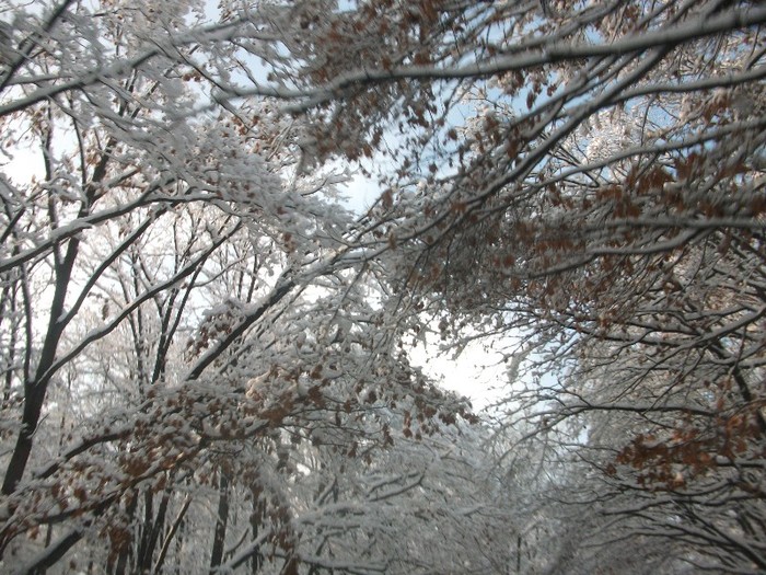 poze 490 - A sosit iarna