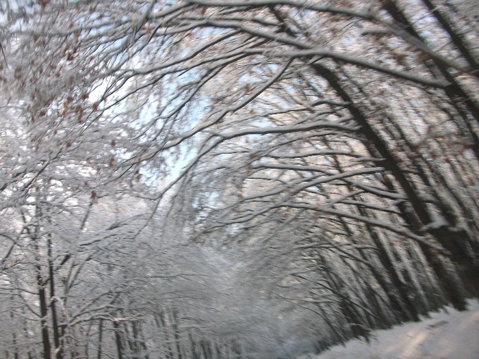 poze 491 - A sosit iarna