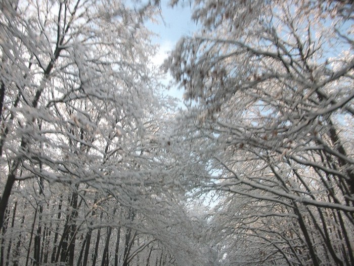 poze 492 - A sosit iarna