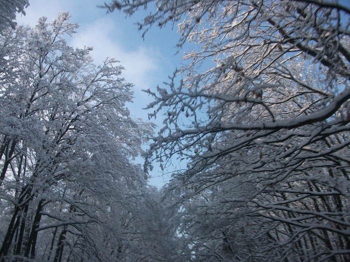 poze 493 - A sosit iarna