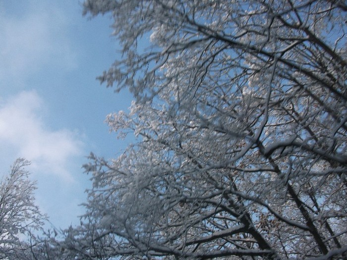 poze 494 - A sosit iarna