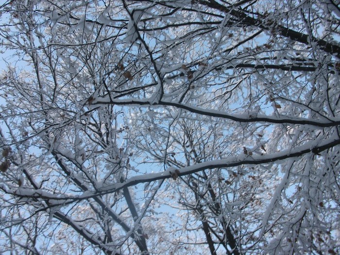 poze 502 - A sosit iarna