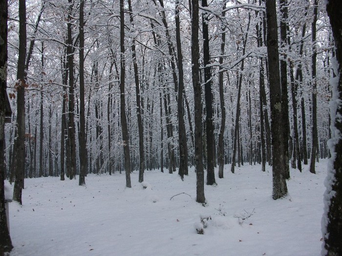 poze 511 - A sosit iarna