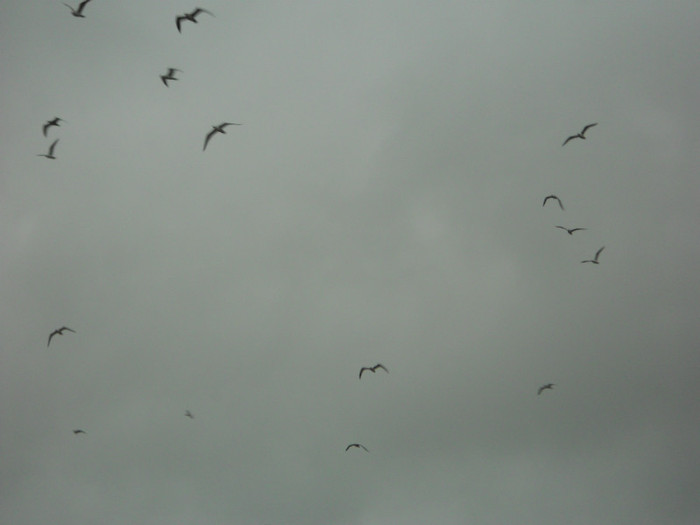 pescàrusi  fugiti dela mare