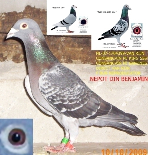 bunicul a doua femele pe care le am