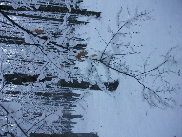 poze 531 - A sosit iarna