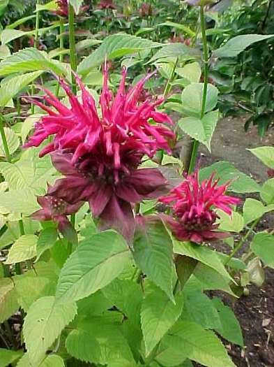 Monarda Mahogany - Monarda