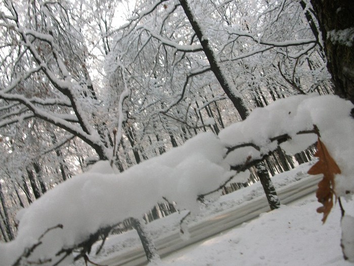 poze 640 - A sosit iarna
