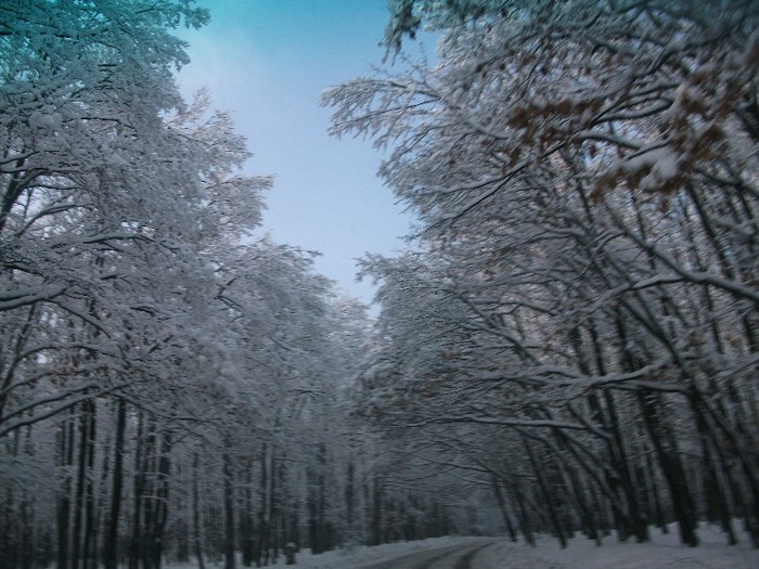poze 657 - A sosit iarna