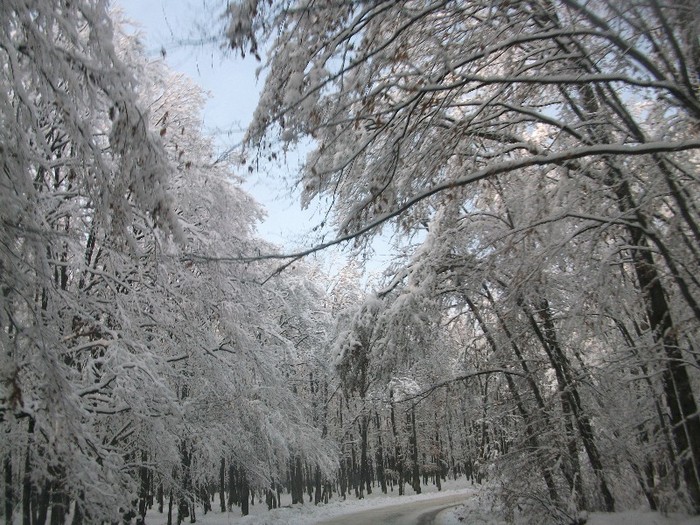 poze 663 - A sosit iarna