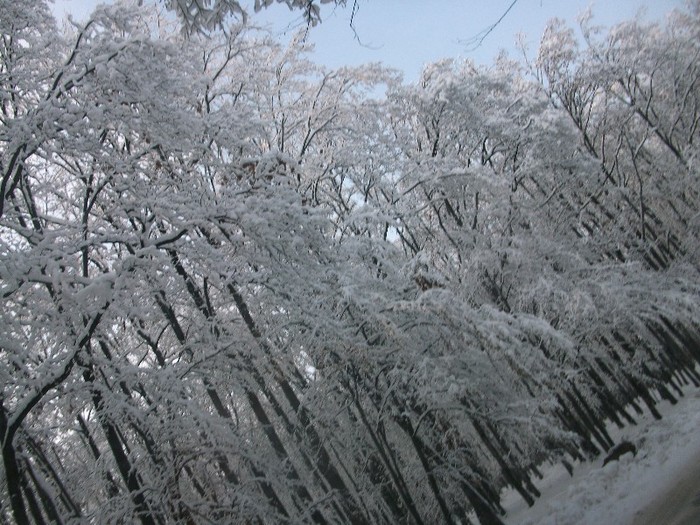 poze 664 - A sosit iarna