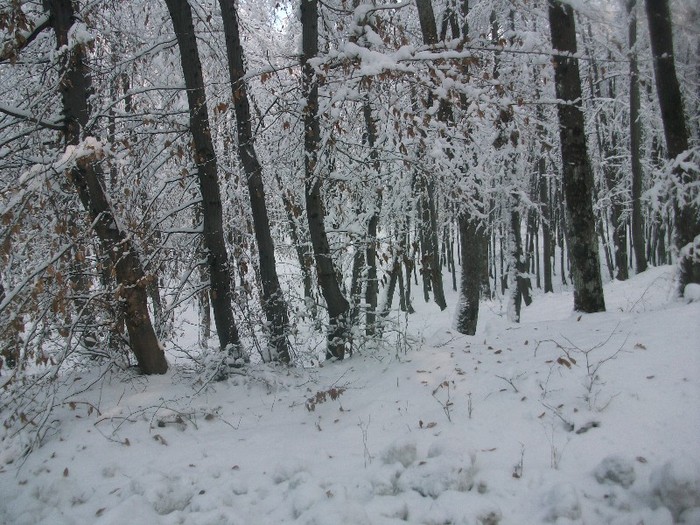 poze 667 - A sosit iarna