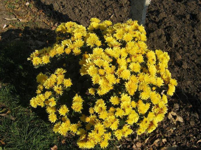 Crizanteme 01 - crizanteme