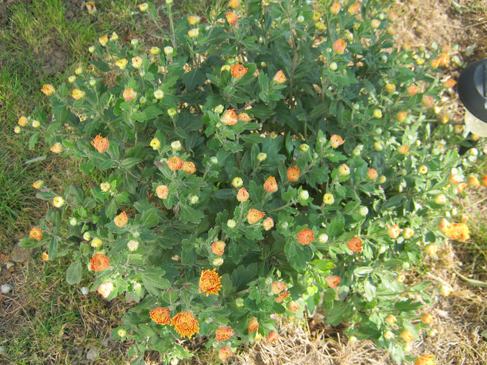 Crizanteme 18 - crizanteme