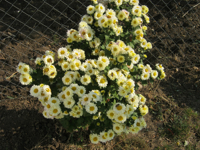 Crizanteme 20 - crizanteme