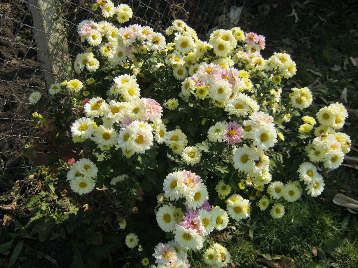Crizanteme 31 - crizanteme