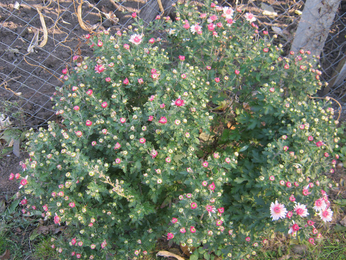 Crizanteme 33 - crizanteme