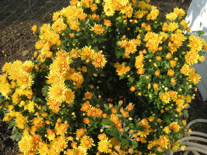 Crizanteme 39 - crizanteme