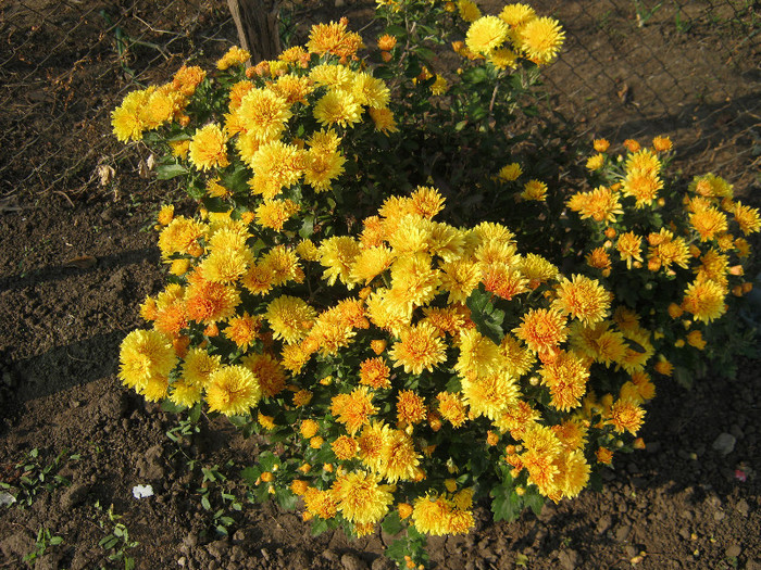 Crizanteme 42 - crizanteme