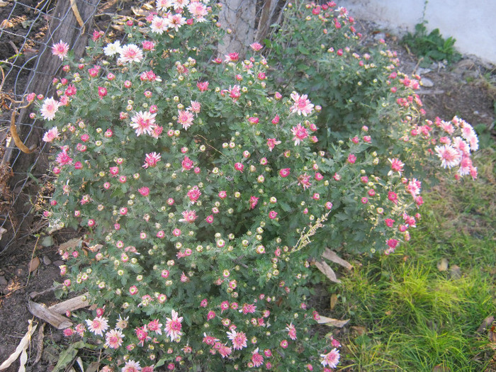 Crizanteme 48 - crizanteme