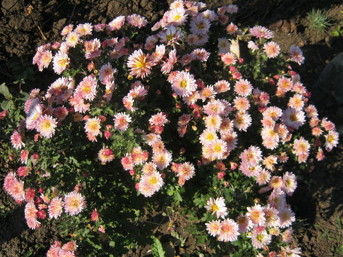 Crizanteme 51 - crizanteme