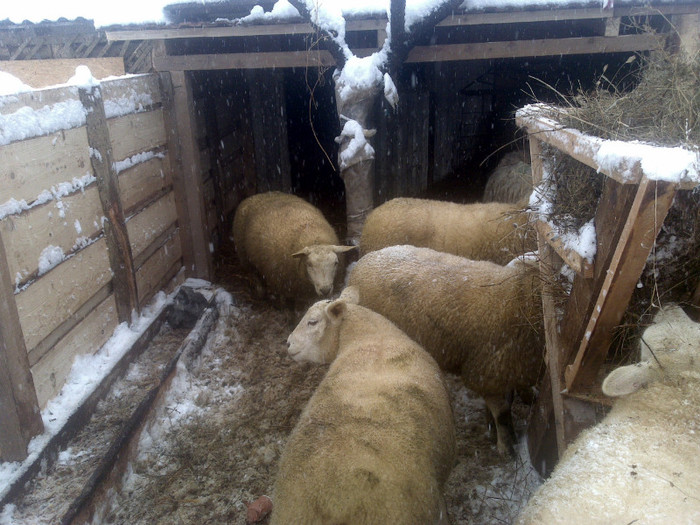 250120121268 - oi texel