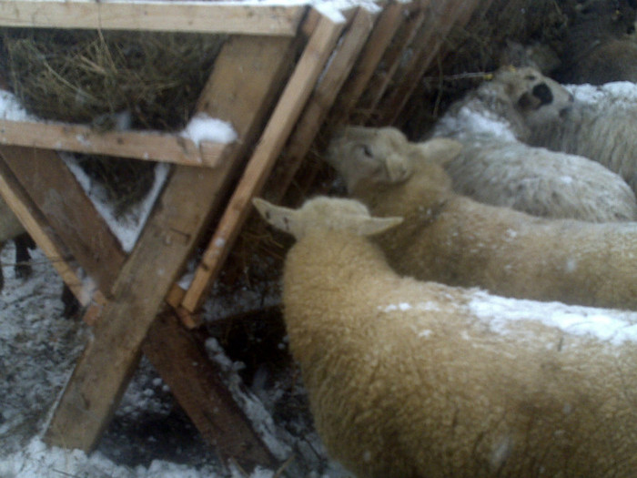 250120121271 - oi texel