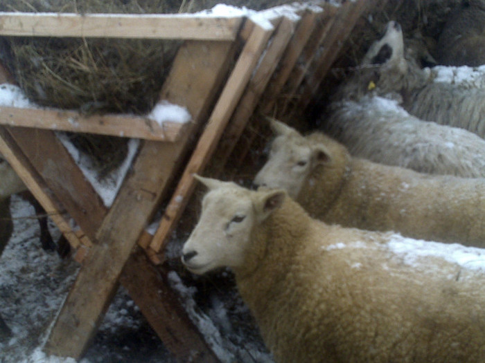 250120121272 - oi texel