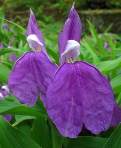 Roscoea auriculata