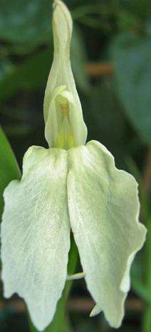 Roscoea  beesiana - Roscoea rizomi bulbi