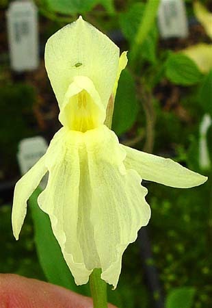 INDISPONIBIL Roscoea cautleoides - Roscoea rizomi bulbi