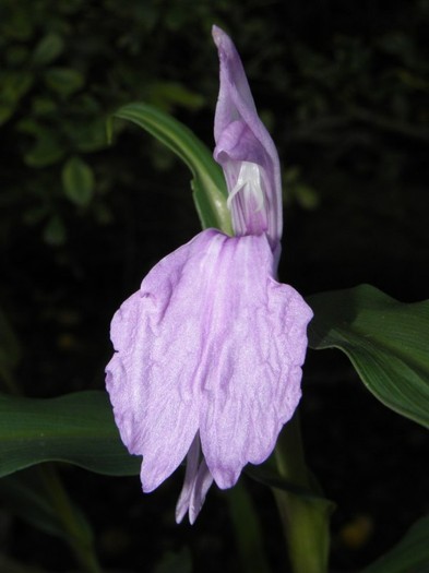 Roscoea purpurea - Roscoea rizomi bulbi