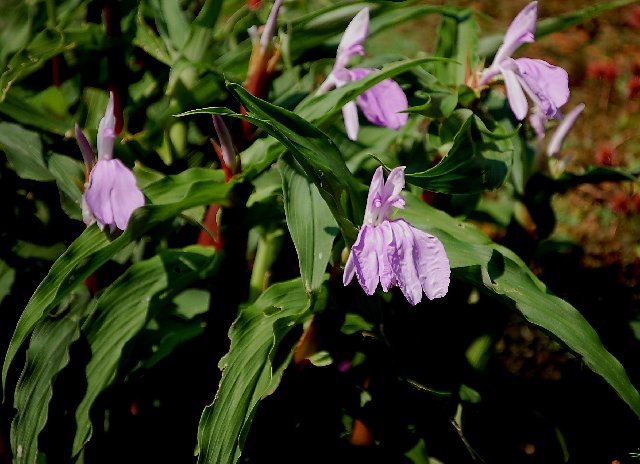 Roscoea purpurea - Roscoea rizomi bulbi