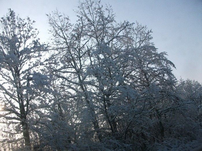 poze 745 - iarna iar