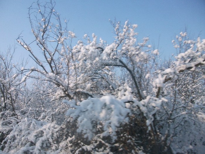 poze 757 - iarna iar