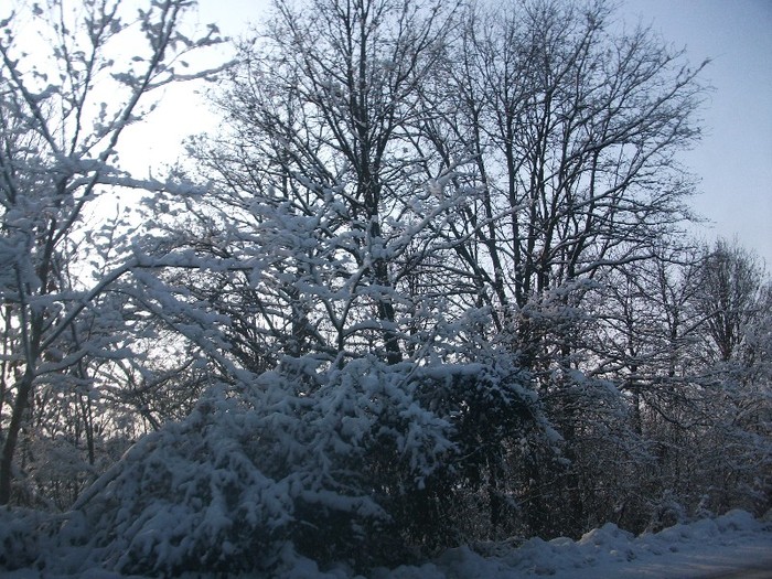 poze 764 - iarna iar