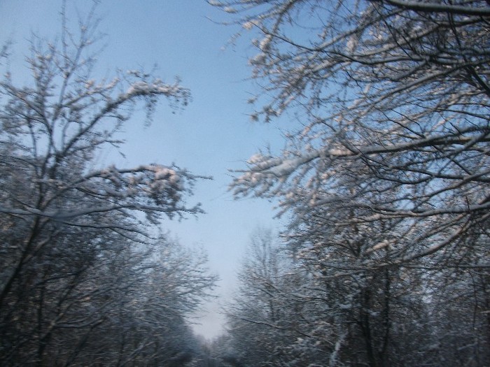 poze 766 - iarna iar