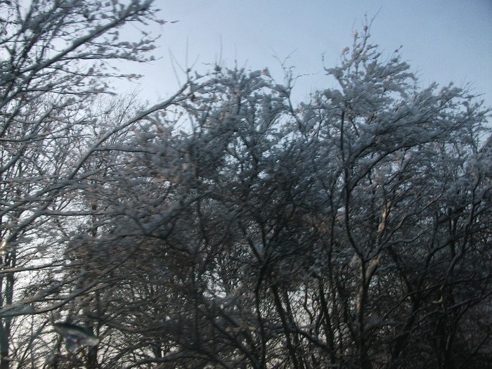 poze 767 - iarna iar