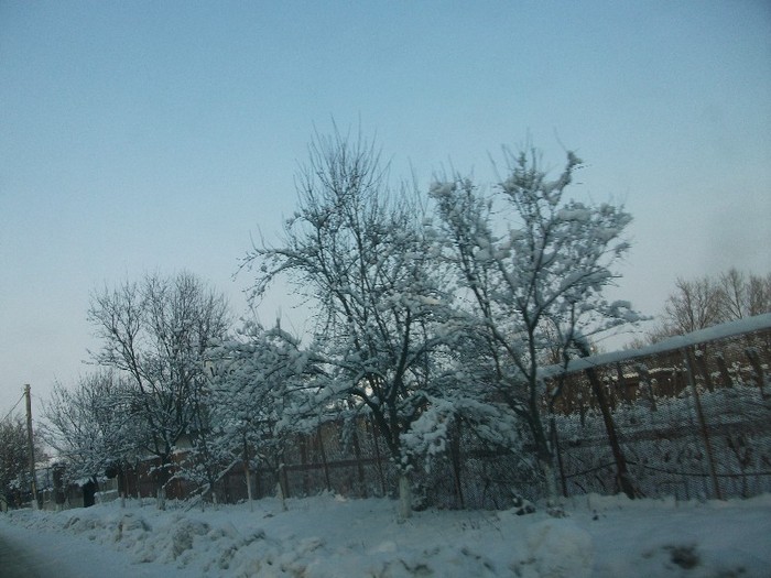 poze 771 - iarna iar