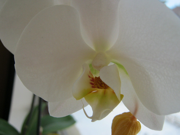 Orhidee 01 - orhidee
