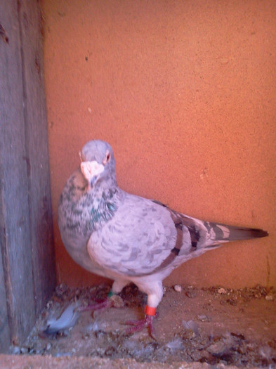 ardenu - PORUMBEI MEI