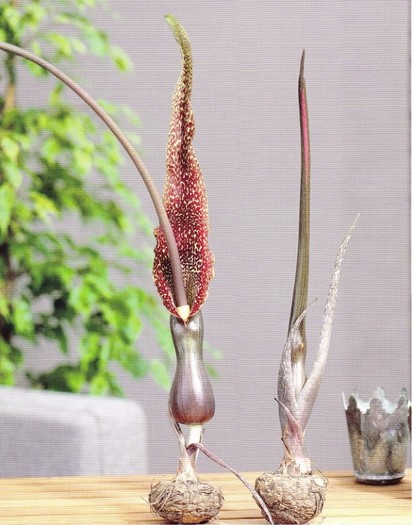 Arum cornutum - Arum cornutum sau Sauromatum venosum