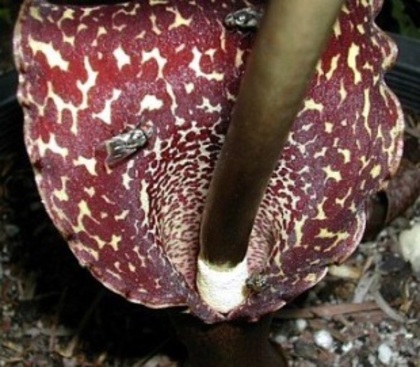 Arum cornutum - Arum cornutum sau Sauromatum venosum