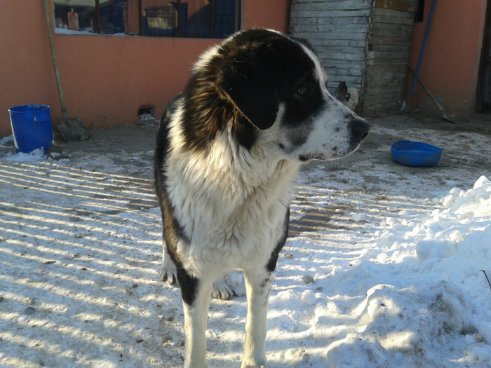 20120201_153257 - CIOBANESTI  DE BUCOVINA
