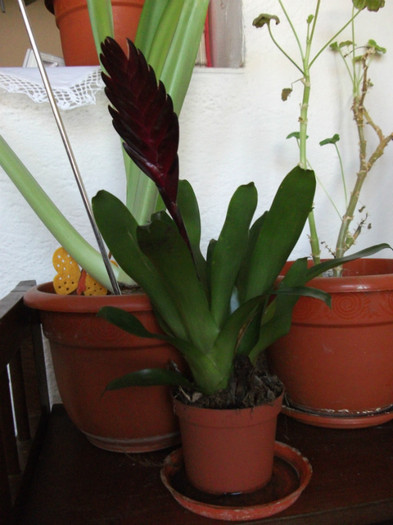 Bromelia - flori